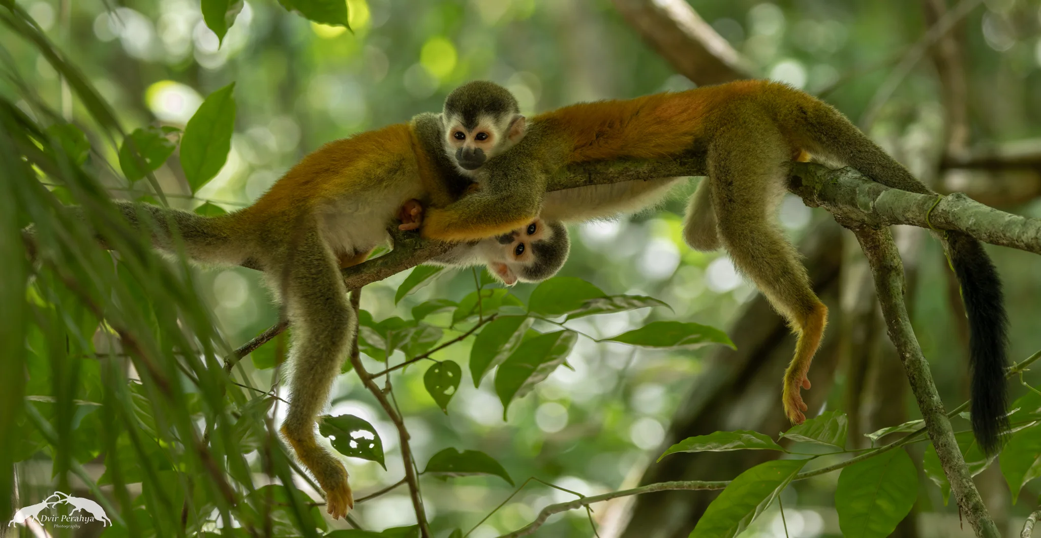 Squirrel monkey, Manuel Antonio